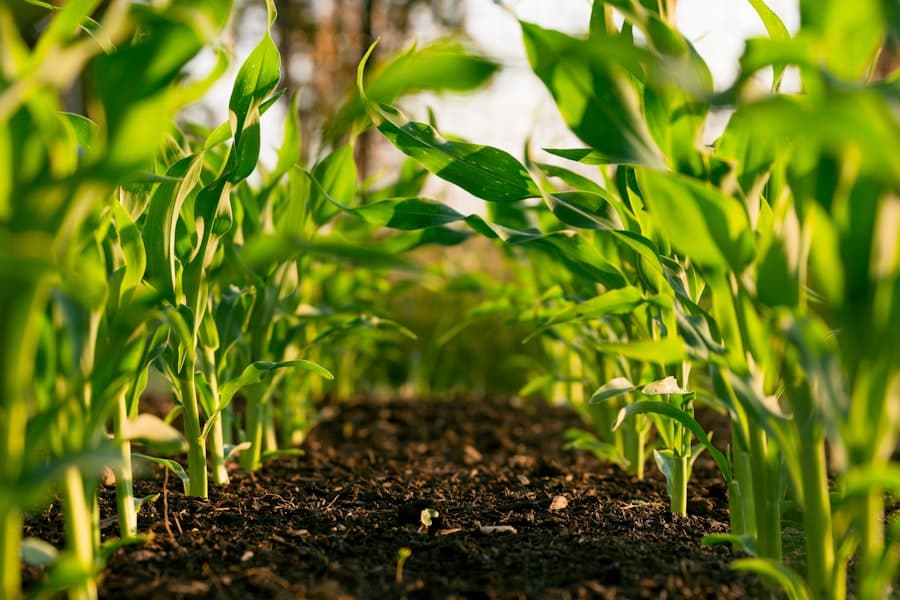 Smart agriculture project with plants and technology